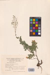 Bасилисник малый L., Восточная Европа, Восточный район (E10) (Россия)