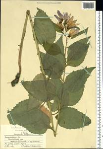 Колокольчик широколистный L., Восточная Европа, Центральный район (E4) (Россия)