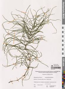 Хвощ луговой Ehrh., Сибирь, Чукотка и Камчатка (S7) (Россия)