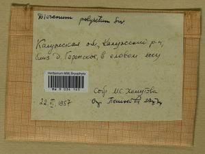Dicranum polysetum Sw., Гербарий мохообразных, Мхи - Центральное Нечерноземье (B6) (Россия)