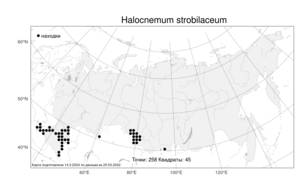 Halocnemum strobilaceum, Сарсазан шишковатый (Pall.) M. Bieb., Атлас флоры России (FLORUS) (Россия)