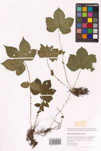 Таволга гладчайшая (Nakai) Nakai, Сибирь, Дальний Восток (S6) (Россия)