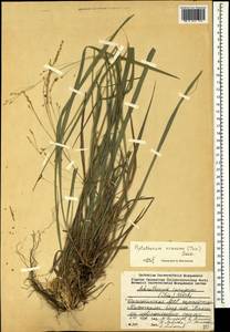 Achnatherum virescens (Trin.) Banfi, Galasso & Bartolucci, Кавказ, Дагестан (K2) (Россия)