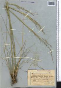 Ковыль волосатик, Тырса L., Средняя Азия и Казахстан, Северный и Центральный Тянь-Шань (M4) (Киргизия)