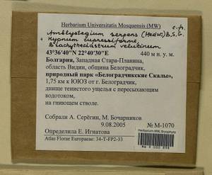 Amblystegium serpens (Hedw.) Schimp., Гербарий мохообразных, Мхи - Западная Европа (BEu) (Болгария)
