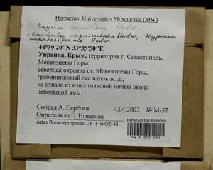 Barbula unguiculata Hedw., Гербарий мохообразных, Мхи - Крым (B3a) (Россия)