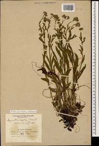 Незабудка воробейниколистная (Willd.) Hornem., Кавказ, Азербайджан (K6) (Азербайджан)