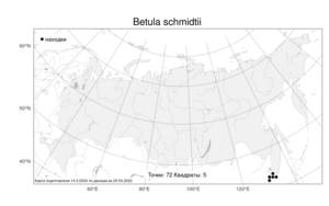 Betula schmidtii, Береза Шмидта, Береза железная Regel, Атлас флоры России (FLORUS) (Россия)