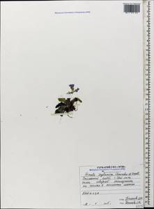 Primula zeylanica Char. & Kapeller, Кавказ, Северная Осетия, Ингушетия и Чечня (K1c) (Россия)