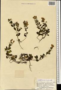 Scutellaria pontica K.Koch, Кавказ, Грузия (K4) (Грузия)