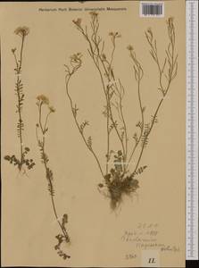 Cardamine pratensis subsp. matthioli (Moretti) Nyman, Западная Европа (EUR)