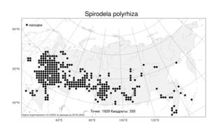 Spirodela polyrhiza, Многокоренник обыкновенный (L.) Schleid., Атлас флоры России (FLORUS) (Россия)
