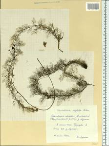 Utricularia ×australis R. Br., Восточная Европа, Волжско-Камский район (E7) (Россия)