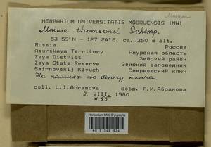 Mnium thomsonii Schimp., Гербарий мохообразных, Мхи - Дальний Восток (без Чукотки и Камчатки) (B20) (Россия)