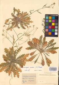 Резушка песчаная, Резуховидка песчаная (L.) Lawalrée, Восточная Европа, Западно-Украинский район (E13) (Украина)