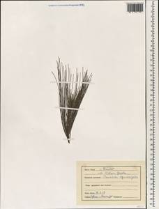 Казуарина хвощелистная L., Зарубежная Азия (ASIA) (Индия)