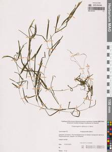 Рдест сибирский A.Benn., Сибирь, Чукотка и Камчатка (S7) (Россия)