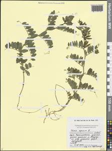 Горошек заборный L., Кавказ, Ставропольский край, Карачаево-Черкесия, Кабардино-Балкария (K1b) (Россия)