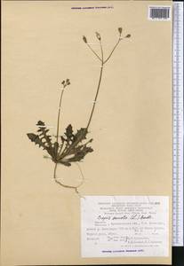 Crepis sancta subsp. sancta, Средняя Азия и Казахстан, Копетдаг, Бадхыз, Малый и Большой Балхан (M1) (Туркмения)