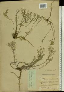 Odontarrhena tortuosa subsp. tortuosa, Восточная Европа, Южно-Украинский район (E12) (Украина)