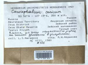 Conocephalum conicum (L.) Dumort., Гербарий мохообразных, Мхи - Дальний Восток (без Чукотки и Камчатки) (B20) (Россия)