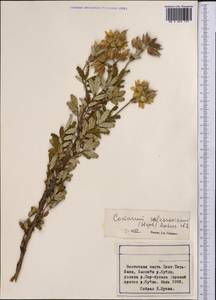 Farinopsis salesoviana (Steph.) Chrtek & Soják, Средняя Азия и Казахстан, Северный и Центральный Тянь-Шань (M4) (Киргизия)