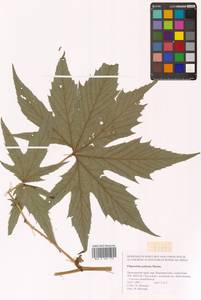 Filipendula digitata (Willd.) Bergmans, Сибирь, Дальний Восток (S6) (Россия)