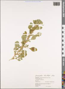 Amaranthus thunbergii Moq., Африка (AFR) (Зимбабве)
