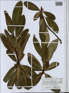 Myrsine melanophloeos (L.) R. Br., Африка (AFR) (Эфиопия)
