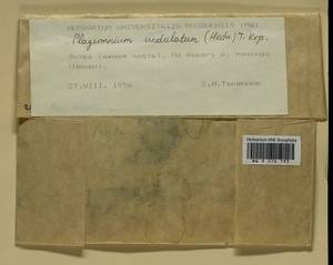 Plagiomnium undulatum (Hedw.) T.J. Kop., Гербарий мохообразных, Мхи - Прибалтика (B1)