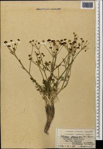 Dichoropetalum paucijugum (DC.) Pimenov & Kljuykov, Кавказ, Армения (K5) (Армения)