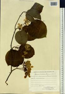 Калина вильчатая Blume ex Hook. fil. & Thomson, Сибирь, Дальний Восток (S6) (Россия)