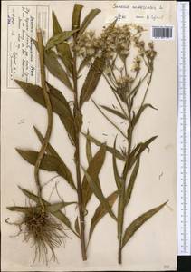 Крестовник дубравный L., Средняя Азия и Казахстан, Северный и Центральный Тянь-Шань (M4) (Казахстан)