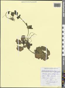 Резуха Нордманна (Rupr.) Rupr., Кавказ, Черноморское побережье (от Новороссийска до Адлера) (K3) (Россия)