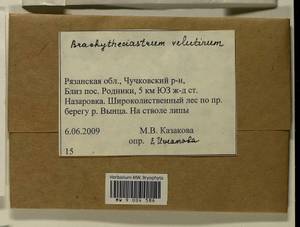 Brachytheciastrum velutinum (Hedw.) Ignatov & Huttunen, Гербарий мохообразных, Мхи - Центральное Нечерноземье (B6) (Россия)