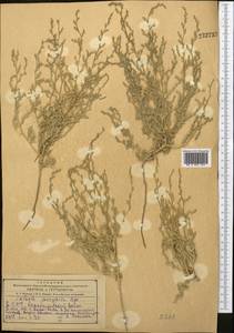 Kaviria gossypina (Bunge ex Boiss.) Akhani, Средняя Азия и Казахстан, Копетдаг, Бадхыз, Малый и Большой Балхан (M1) (Туркмения)