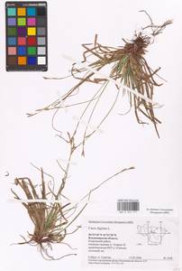 Осока пальчатая L., Восточная Европа, Центральный район (E4) (Россия)