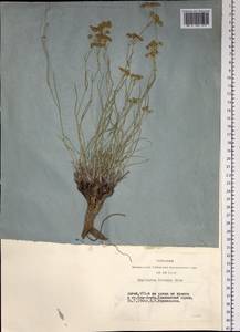 Володушка двустебельная Helm, Сибирь, Алтай и Саяны (S2) (Россия)