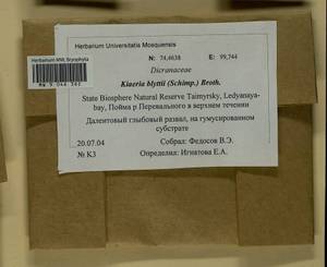 Arctoa blyttii (Bruch & Schimp.) Loeske, Гербарий мохообразных, Мхи - Красноярский край, Тыва и Хакасия (B17) (Россия)