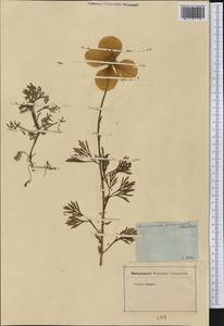 Hunnemannia fumariifolia Sweet, Америка (AMER) (Неизвестно)