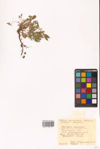 Остролодочник чернеющий (Pall.) Fisch. ex DC., Сибирь, Чукотка и Камчатка (S7) (Россия)