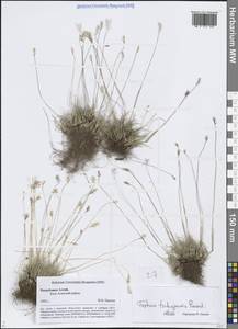 Овсяница чуйская Reverd., Сибирь, Алтай и Саяны (S2) (Россия)