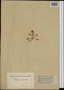 Phyteuma globulariifolium Sternb. & Hoppe, Западная Европа (EUR) (Австрия)