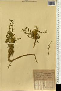 Onobrychis ptolemaica (Delile)DC., Зарубежная Азия (ASIA) (Ирак)
