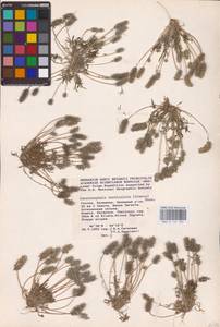 Рогоглавник серповидный (L.) Cramer, Восточная Европа, Нижневолжский район (E9) (Россия)