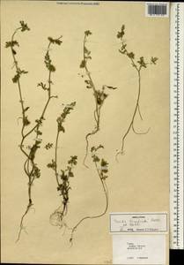 Torilis triradiata Boiss. & Heldr., Зарубежная Азия (ASIA) (Турция)