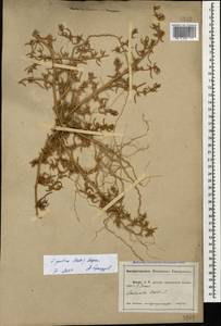 Salsola squarrosa subsp. squarrosa, Кавказ, Абхазия (K4a) (Абхазия)