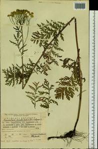 Tanacetum vulgare subsp. vulgare, Восточная Европа, Восточный район (E10) (Россия)
