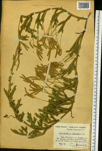 Плаун булавовидный L., Восточная Европа, Московская область и Москва (E4a) (Россия)