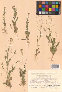 Крупка дубравная L., Восточная Европа, Средневолжский район (E8) (Россия)